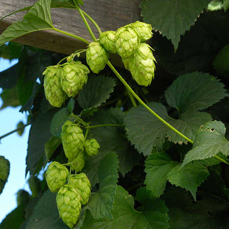 Hops Absolute Oils